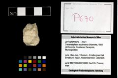 Foto (Objekt + Etikett) von Cracensigillatus acutirostrus (Moericke, 1889)  (NHMW-GEO-2014-0194-0670)